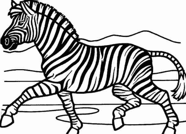 600x432 Zebra Coloring Pages Olegratiy
