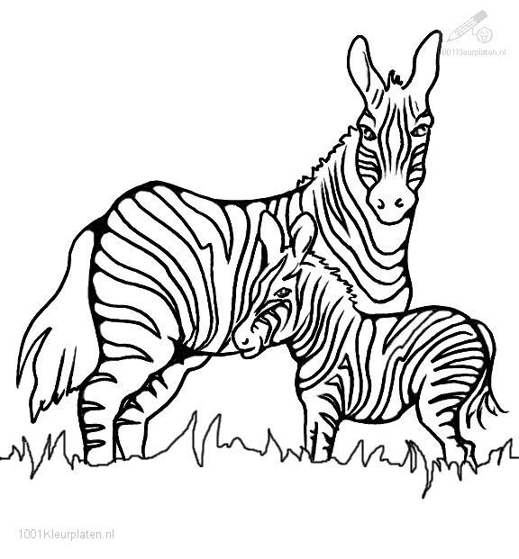 576x621 Zebra Pictures To Print And Color Excellent Zebra Coloring Pages