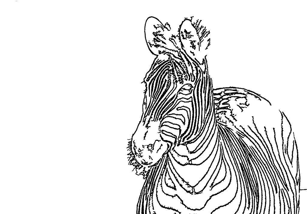1024x714 Printable Zebra Coloring Pages For Kids