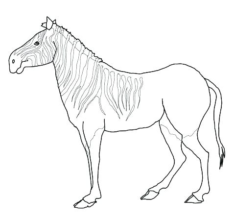 480x451 Baby Zebra Coloring Pages Baby Zebra Coloring Pages Baby Pictures