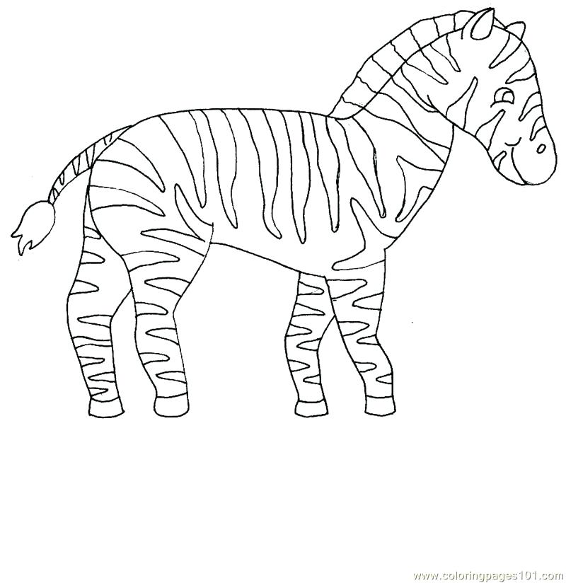 800x824 Zebra Coloring Page A Coloring Pages Kids Zebra Coloring Pages