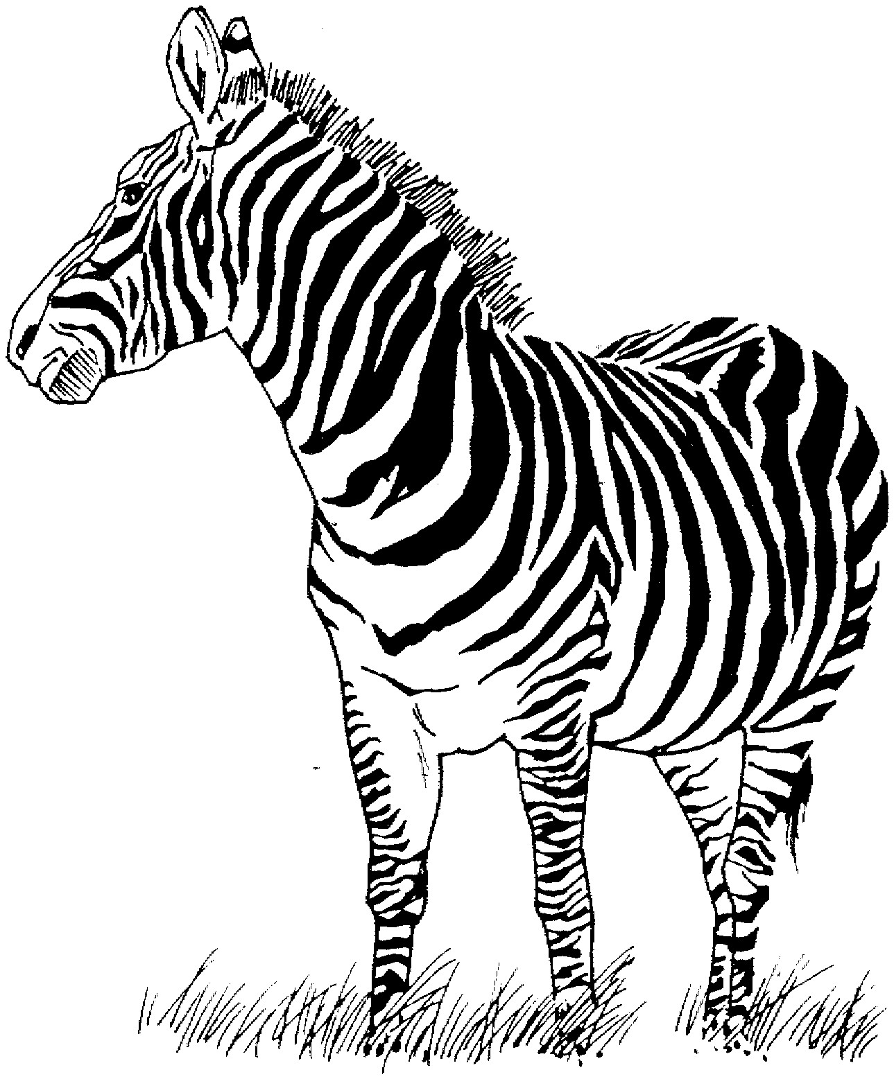 1289x1557 Lovely Coloring Pages Zebras