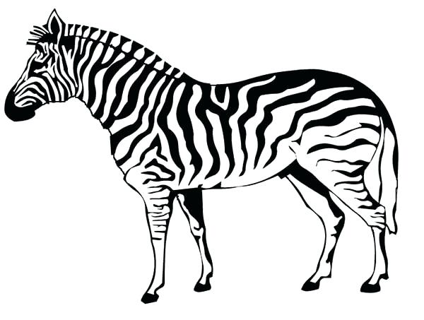 600x453 Zebra Also Click To See Printable Version Of Zebra Coloring Page