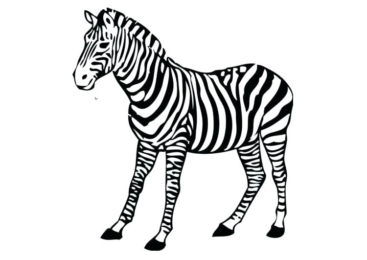750x531 Zebra Color Page Zebra Coloring Pages Free Printable Zebra