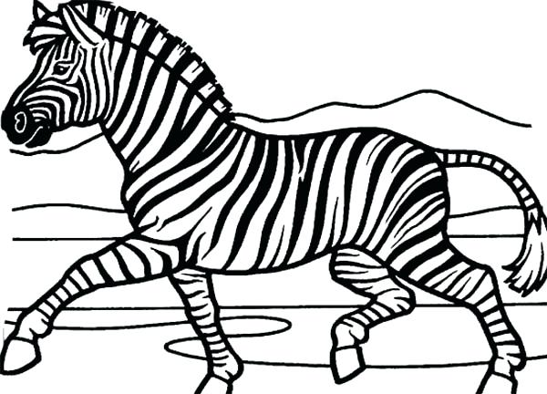 600x432 Zebra Coloring Pages Free Printable Mesmerizing Zebra Coloring