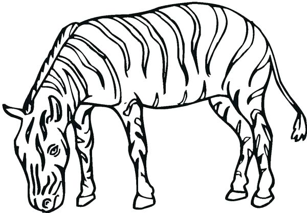 600x417 Zebra Printable Coloring Pages Zebra Coloring Pages Free Printable