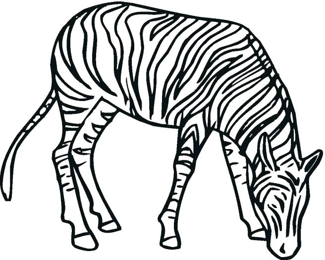 656x525 Zebra Printable Coloring Pages