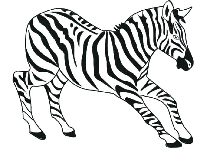 700x511 Zebra Coloring Page