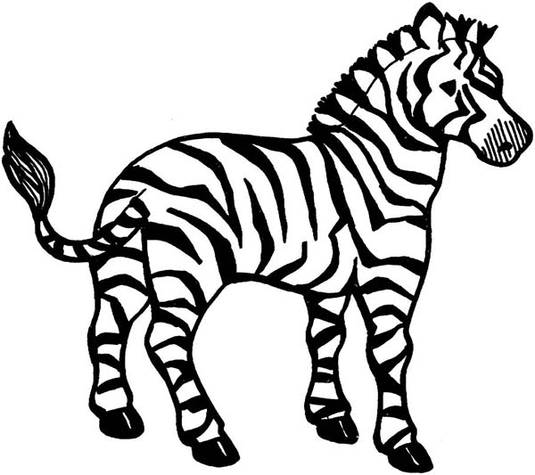 600x533 Zebra Coloring Pages Printable