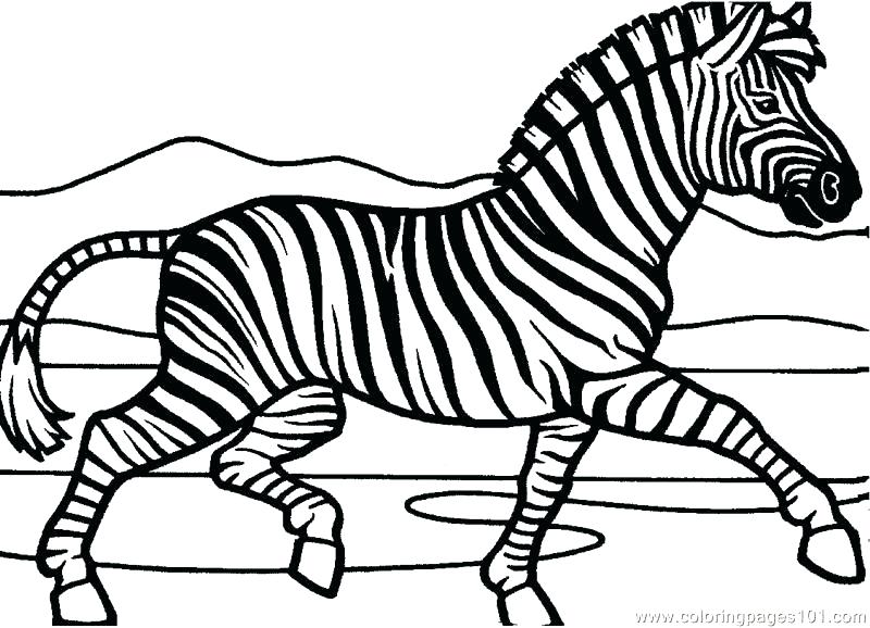 800x578 Zebra Coloring Pages Zebra Coloring Picture Zebra Coloring Page
