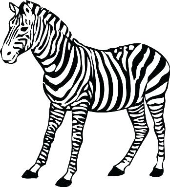 348x384 Zebra Coloring Sheet Grandmaman Site