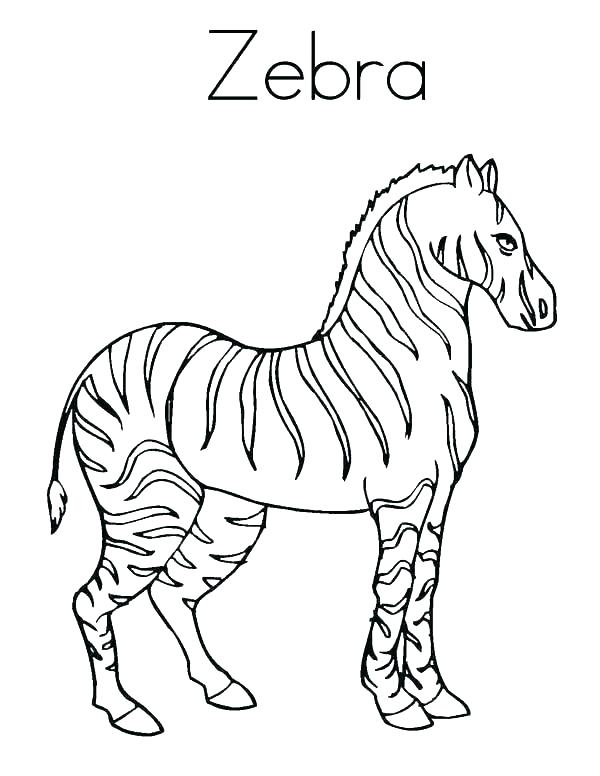 600x776 Baby Zebra Coloring Pages Zebra Coloring Pages Coloring Page Zebra
