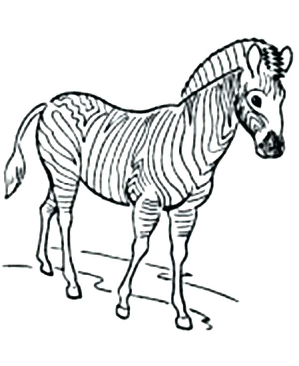 600x736 Zebra Coloring Page Zebra Printable Coloring Pages Awesome Zebra