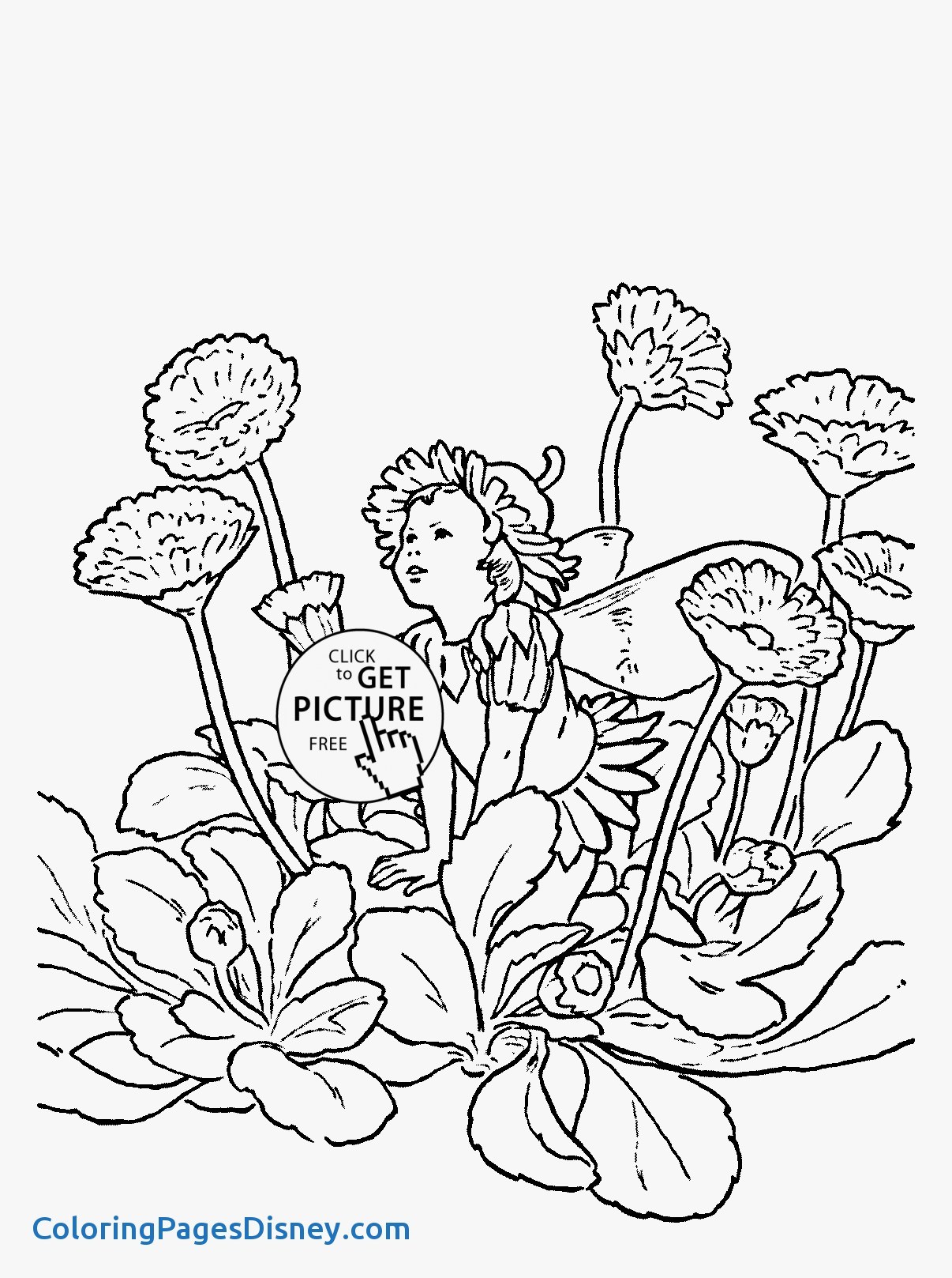1206x1617 Zinnia Coloring Pages Lovely Flower Fairy Double Daisy Coloring
