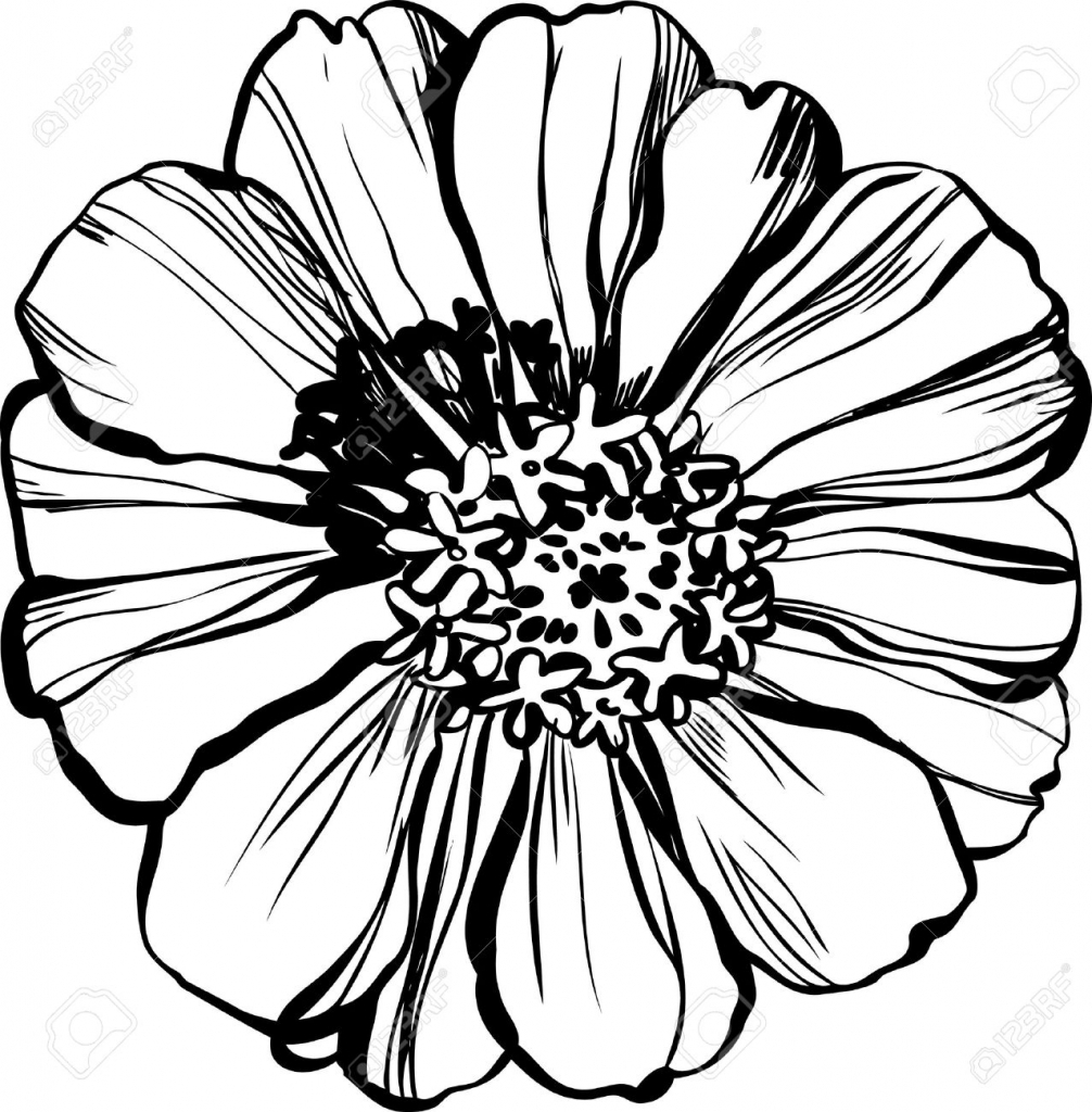 1006x1024 Zinnia Flower Drawing Zinnia Coloring Page Free Printable