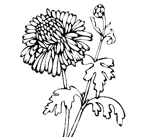 505x470 Zinnia Coloring Page