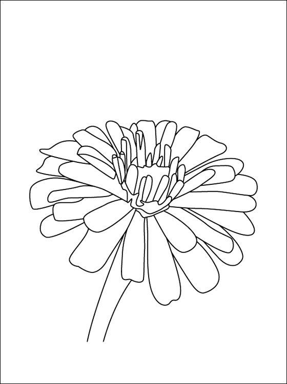 560x750 Flower Page Printable Coloring Sheets Zinnia Coloring Page