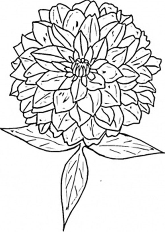 580x815 Flower Coloring Page Zinnia Mosaics Zinnias