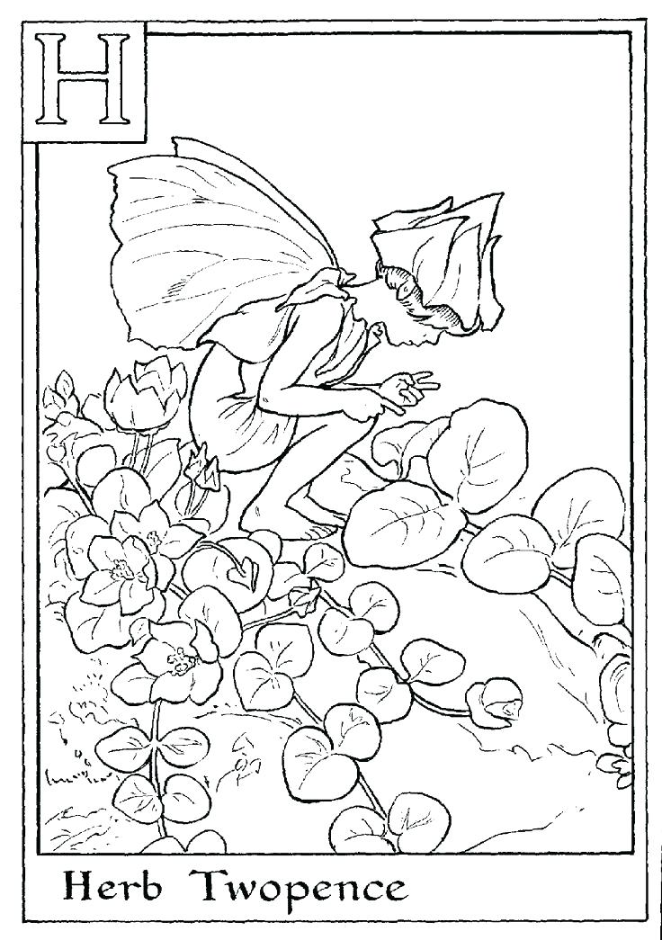 736x1045 Flower Fairy Coloring Pages Color Fairies Letter H For Herb