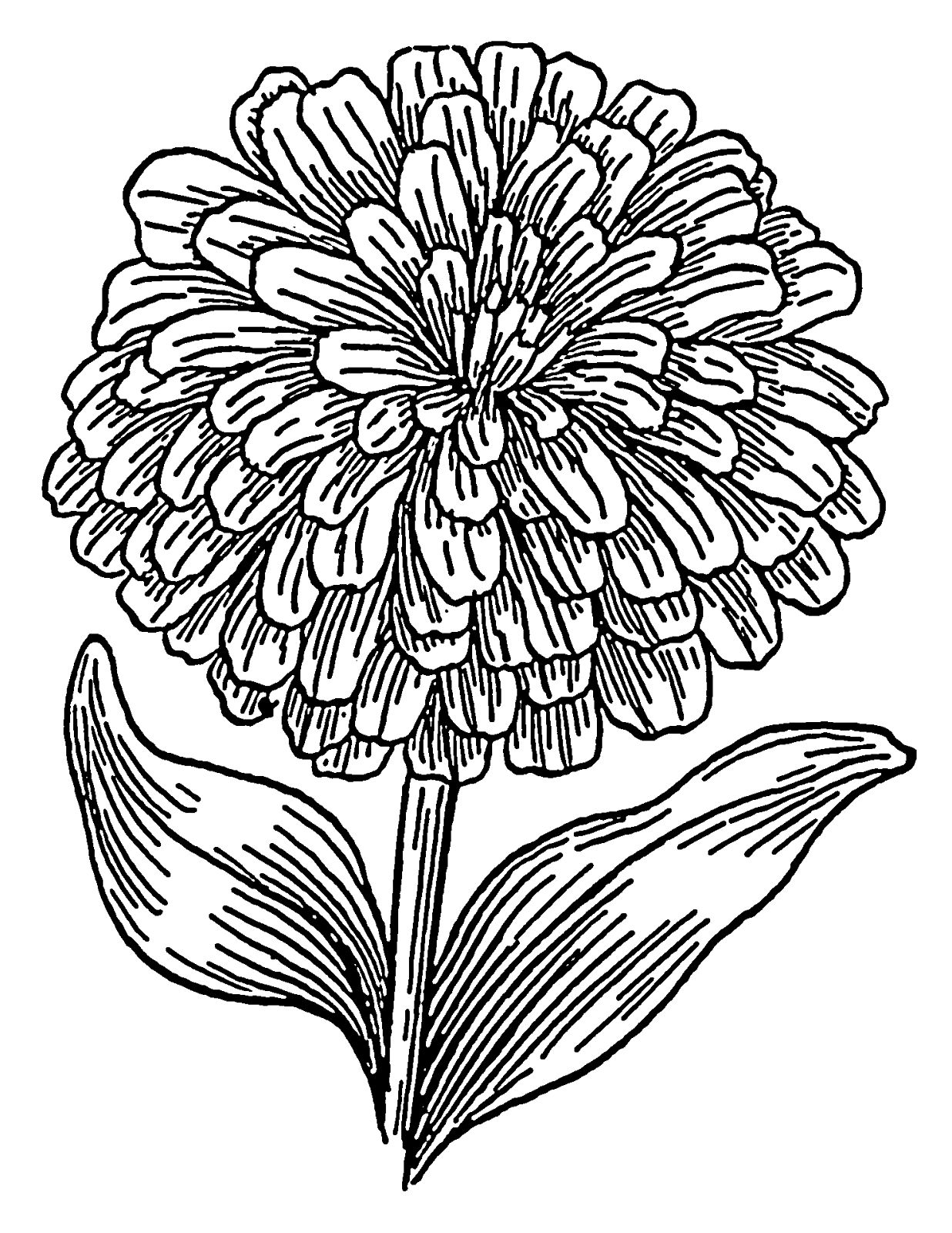 1236x1600 Marigolds Outline Tattoos Marigold, Outlines