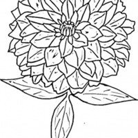 200x200 Zinnia Flower Coloring Page Flower Coloring Pages
