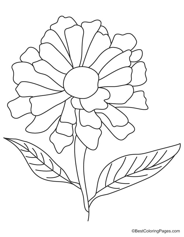 630x810 Zinnia Flower Coloring Pages Sketch Coloring Page, Flower Coloring