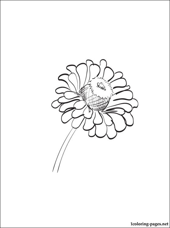 560x750 Zinnia Coloring Page To Print Out Coloring Pages