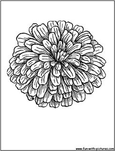 236x309 Sketch Zinnias Zinnias, Tattoo Designs And Tattoo