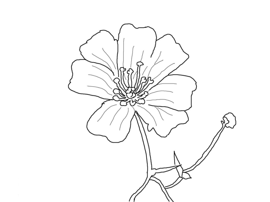 1024x768 Beautiful Printable Flowers Coloring Pages