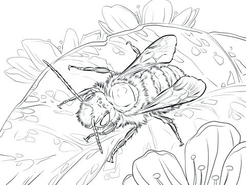 480x360 Coloring Pages For Kids Winter Best Images On Books Letter Z