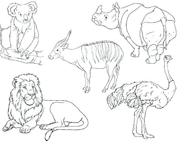 580x456 Zoo Animals Coloring Pages Animal Coloring Pages For Preschoolers