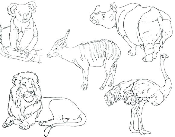 580x456 Coloring Zoo Animals Zoo Animals Coloring Pages Animal Coloring