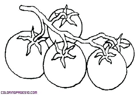 476x333 Tomatoes Coloring Pages Zucchini Coloring Page Tomatoes
