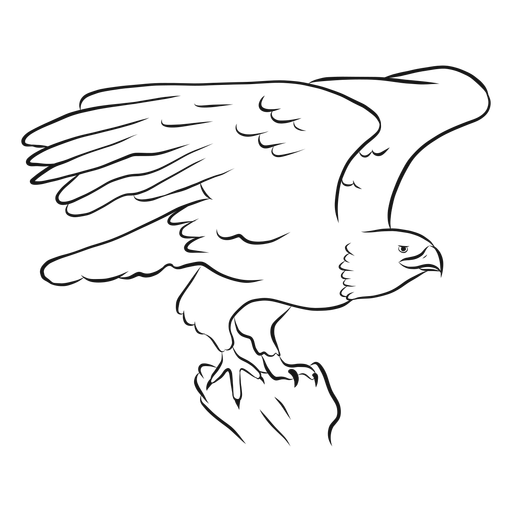 Bald Eagle Flying Sketch Vector
