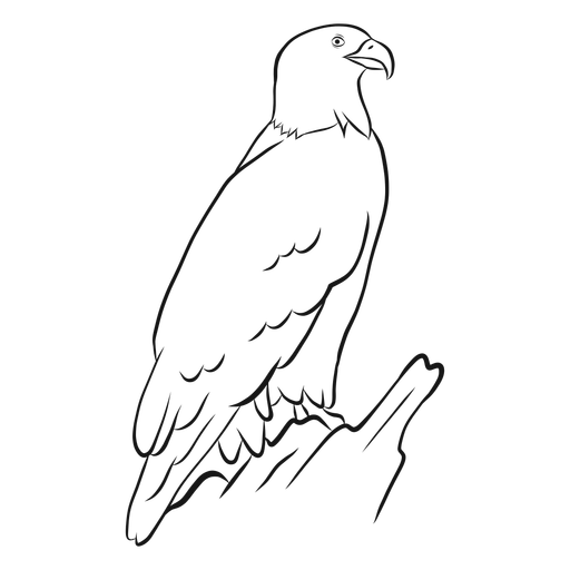 Bald Eagle Sketch Vector