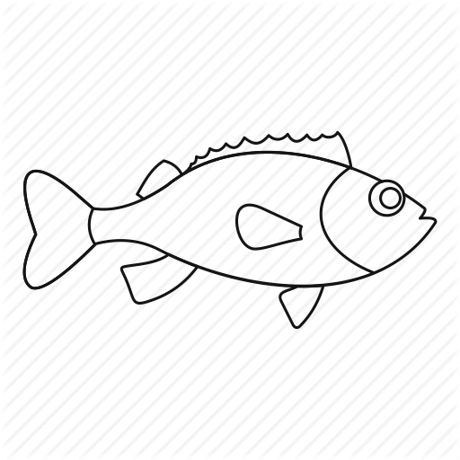 Bass, Fish, Line, Outline, Rockfish, Sea, Thn