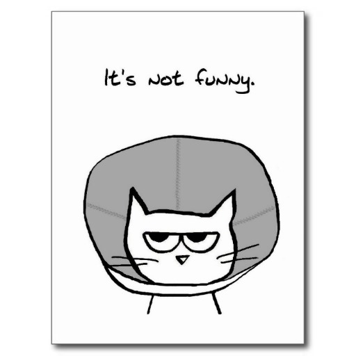 Cat In A Cone Mary Lamphere