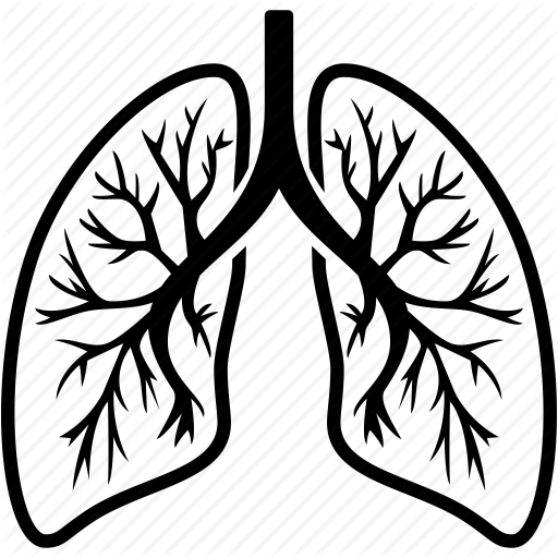 Human Lungs Clipart Black And White