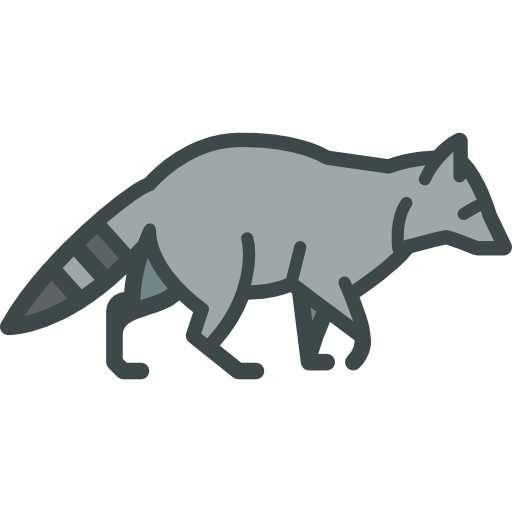 Racoon
