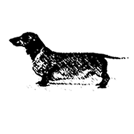 Shopdoxies Dachshund Art Prints Posters