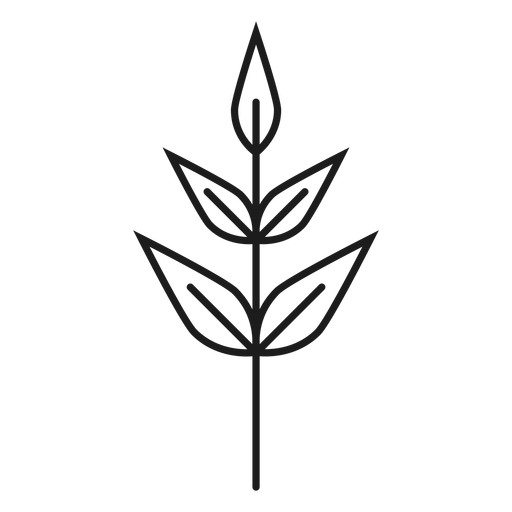 Subulate Leaves Icon