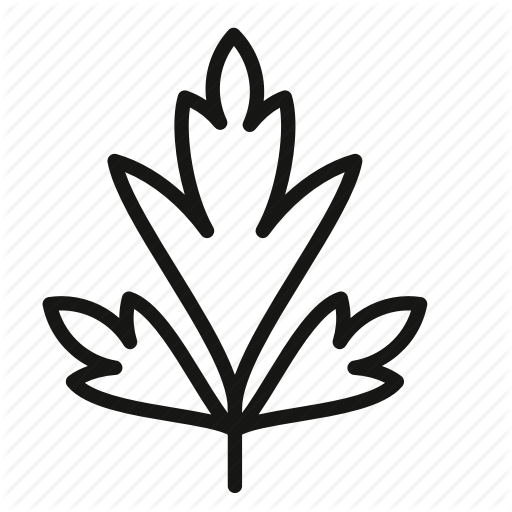 Cilantro Vector Transparent Png Clipart Free Download