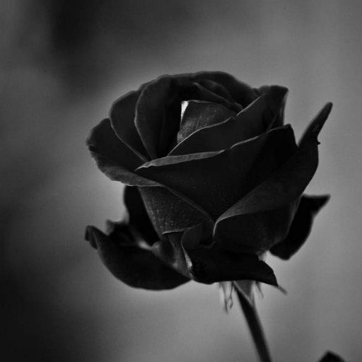 Black Rose
