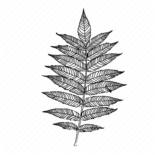 Branch, Leaf, Leaves, Nature, Sumac Icon
