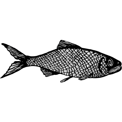 Gift Vouchers The Fish People Cafe