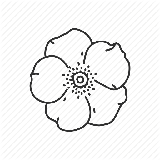 Cherokee Rose, Flower, Georgia, State, State Flower, State Symbol