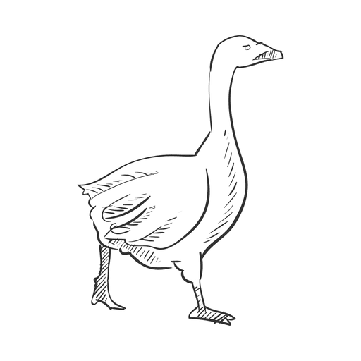 Pencil Drawing Goose