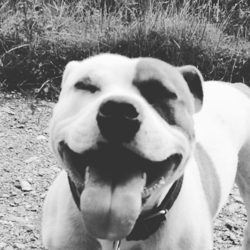 Credence Gotham Amino