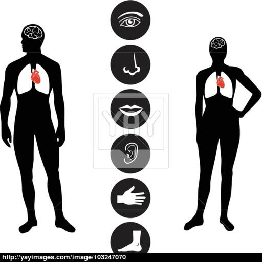 Medical Human Body Part Icon Vector