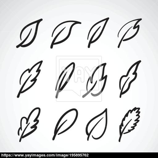 Vector Leaves Icon Set On White Of Leaf Lo